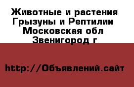 Животные и растения Грызуны и Рептилии. Московская обл.,Звенигород г.